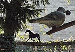 la grive gourmande, composition photographique